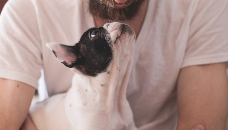 pet holidays