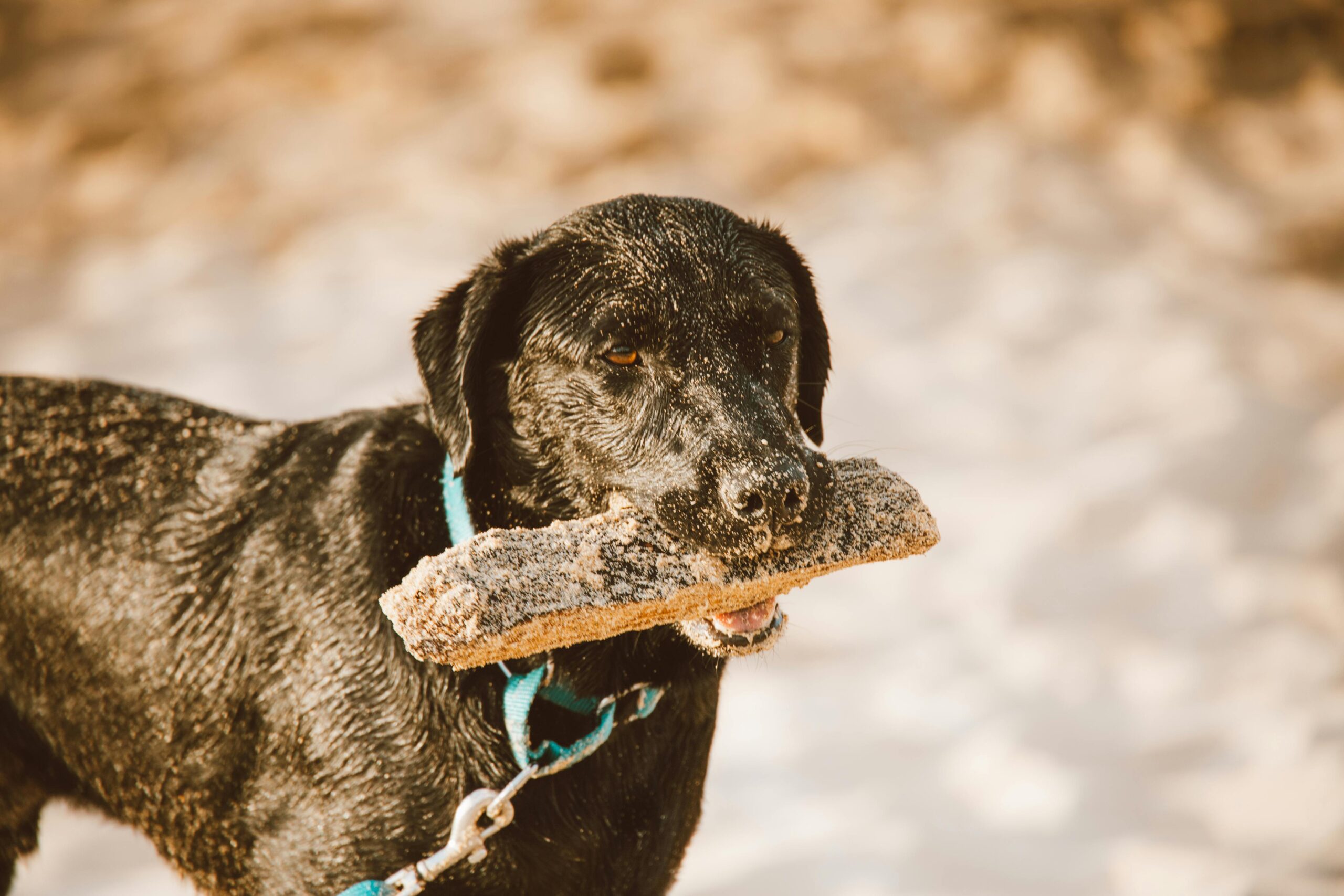 perro negro jugando con un palo en la playa