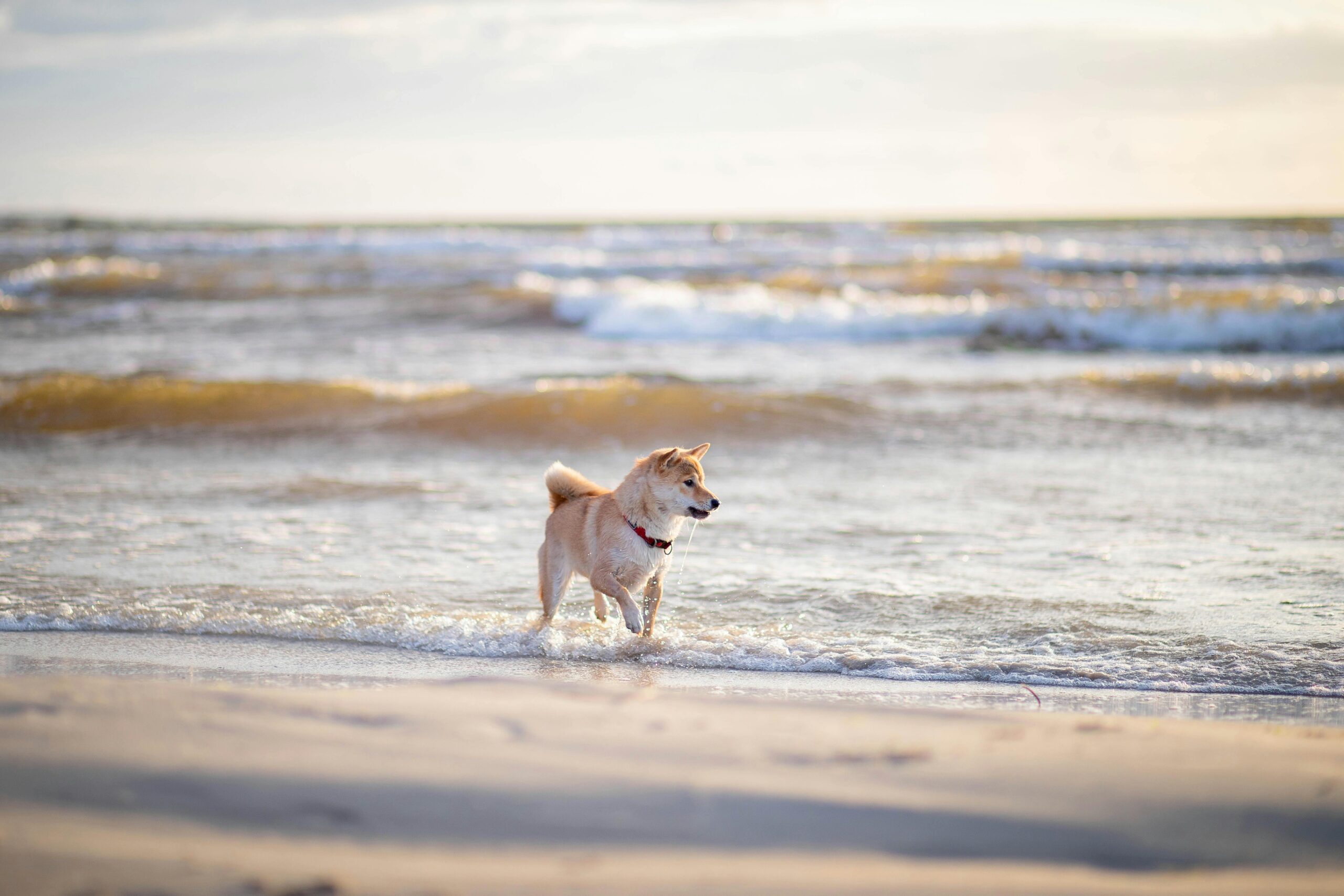 perro blanco y marrón en la orilla de la playa